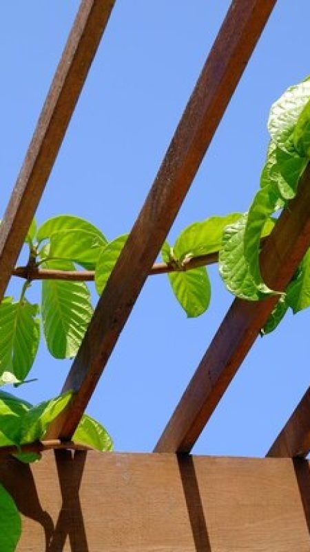 low-angle-view-plant-against-clear-blue-sky_1048944-26930651